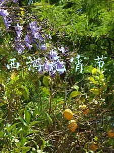 梦幻西游元宵节任务