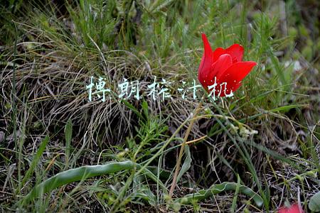 博朗榨汁机