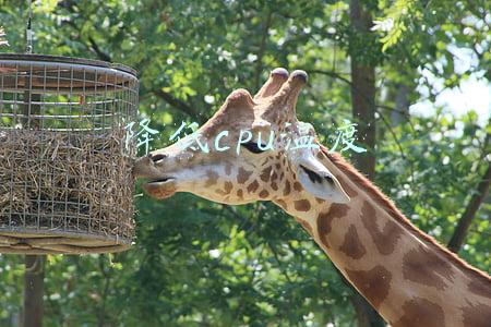如何降低cpu温度(处理器温度高压不住？别急着换散热器试试调节这个选项)