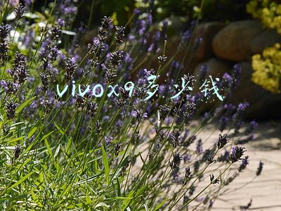 vivox9多少钱现在实体店(vivo X9线下促销力度大？暴降至2298元)