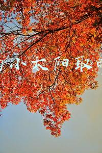 美的小太阳取暖器电路图(核能供热，全国首个“零碳”供暖城市诞生)