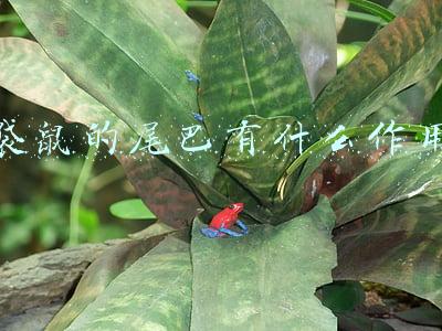 狐狸的尾巴有什么作用(逃生、保温、捕食，原来动物的尾巴还有这些用处)