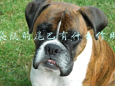 袋鼠的尾巴有什么作用