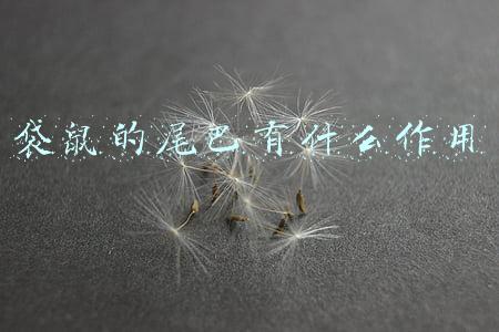 袋鼠的尾巴有什么作用