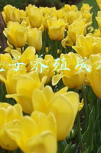 兔子养殖成本利润分析(养100只肉兔能赚多少钱？养肉兔的成本和利润)