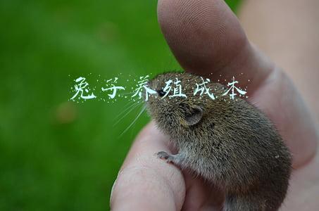 养殖兔子的成本与利润分析(兔价7元/斤，养兔能赚钱吗？真实养兔效益分析)