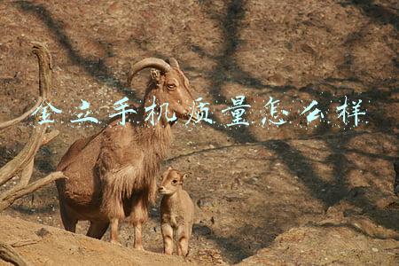 金立手机质量怎么样金立手机报价(金立上线10000mAh大电池千元机，256G千元出头，你敢买吗？)