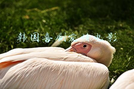 韩国喜剧爱情电影