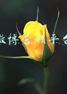 微博营销平台