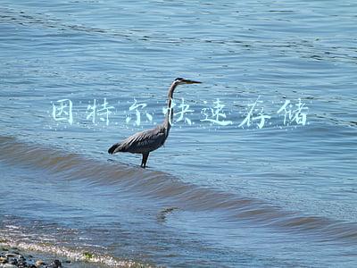 因特尔快速存储