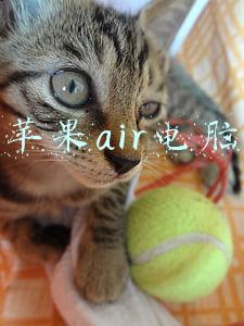 苹果Air(苹果 MacBook Air 将推倒重来，采用非锥形设计、M2 芯片、更多彩配色)