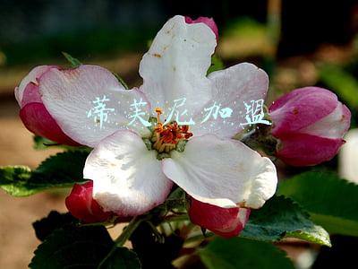 蒂芙尼(被收购后天天“放大招”，蒂芙尼与Supreme联名了)