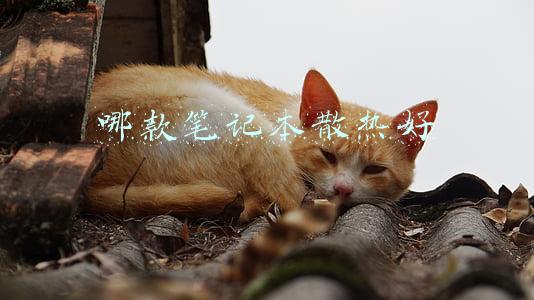 散热好的笔记本(2021年最佳笔记本汇总：性能强悍、贵气十足，款款都让人眼红心跳)