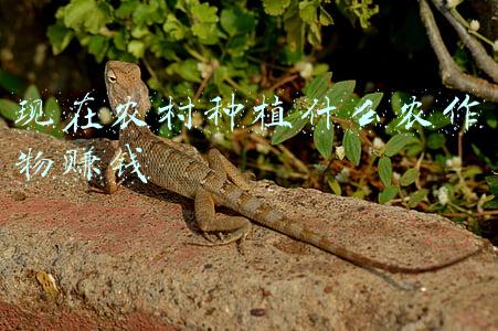 现在农村种植什么好(农民怎么提高种植收益？3种农作物种植方式，亩产收入上万元)