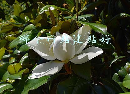 哪个网站建站好
