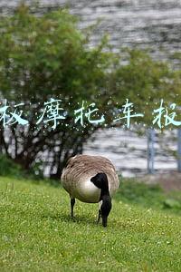 豪爵踏板摩托车报价(售价8980元，测评实用踏板豪爵Eagle125：续航280km，储物空间大)