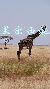 色不迷人人自迷,情人眼里出西施什么意思(没想到，这句话居然出自这里)