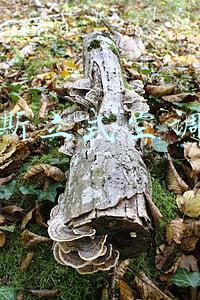 奥克斯立式空调价格一览表(重构空调美学 奥克斯淑女柜机5月10日京东首发)