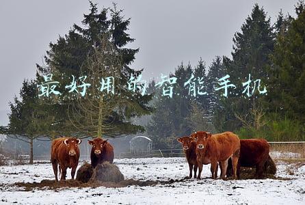 当前最好的智能手机(国外博主评2021全球最佳智能手机 苹果小米纷纷上榜)