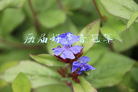 历届好声音冠军现状(好声音已走过九年路，历届冠军都落寞了，两遗珠反而混得越来越好)
