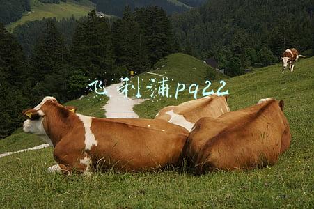 飞利浦pq22
