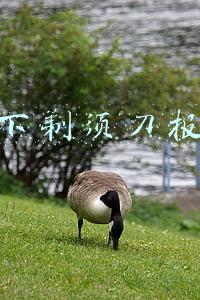松下剃须刀官网(充电五分钟剃须二小时--Panasonic松下 ES-ST29 电动剃须刀)