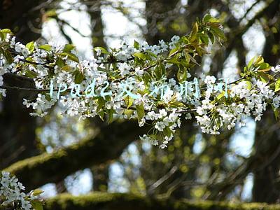 ipad2上市日期(苹果 iPad 2 已经在全球范围内被列入“过时产品”名单)