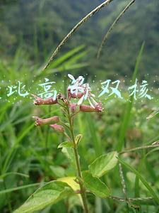 手机单核好还是双核好(手机核越多越好用？别被这些噱头欺骗了)
