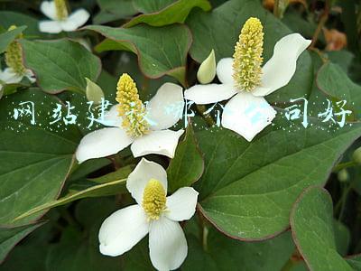 网站建设哪个公司好