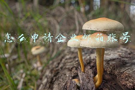 怎样申请企业邮箱账号(企业电子邮箱怎么申请免费注册账号？)