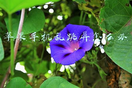 苹果手机自己乱跳屏怎么办(iPhoneX屏幕失灵乱跳，心好累，该怎么解决？)