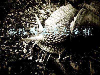 铭瑄显卡怎么样知乎(铭瑄GeForce RTX 3060 Ti iCraft显卡评测：实惠价格可得高端体验)