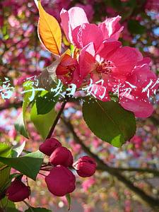 雅培孕妇奶粉成分表(雅培婴幼儿奶粉因为香兰素被罚909万！专家详解香兰素究竟是什么)