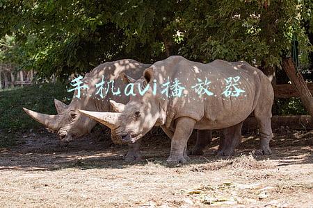 手机什么软件可以播放avi格式的(还在删相册清内存吗？找到这个地方，直接一键清空10G内存)