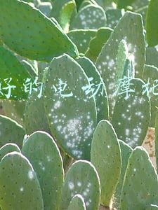最好的电动摩托车