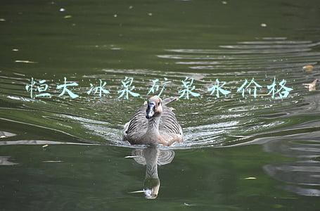 恒大冰泉矿泉水价格
