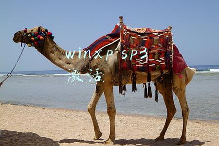 winxp sp3 激活