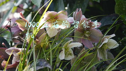 1000左右的智能手机 适合老年人(春节适合送爸妈的三款手机，高清屏幕大电池，老年人专用百元机)