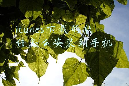 itunes下载的软件怎么安装到手机 itunes下载的软件怎么安装到手机
