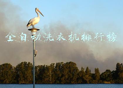 全自动洗衣机排行榜