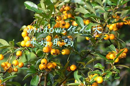 windows优化大师官网(木马各种隐藏技术全方位大披露\u0026lt;转贴系列之十\u0026gt;)