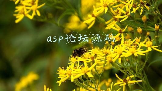 asp论坛源码