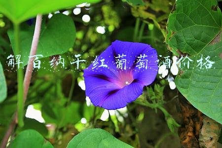长城解百纳干红葡萄酒价格(江苏省常州市金坛区2021年第九期食品安全抽检信息公示)
