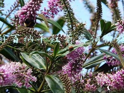 解百纳干红葡萄酒价格