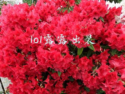 lol露露怎么出装(露露搭配苍穹已成绝配，完美弥补了她的弱点，放弃反甲回归初心了)