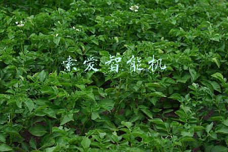 索爱智能机充电器(未来的智能手机，究竟需要哪些新技术？瓶颈在哪？)