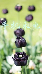 好听的手机来电铃声英文