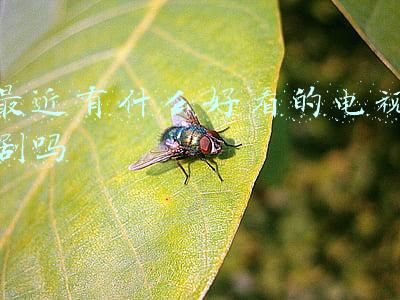 2022最近有什么好看的电视剧吗(各大卫视发布2022年度剧集片单，大剧受热捧，荧屏够热闹)