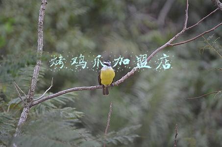阿芮烤鸡爪加盟(阿芮烤鸡爪如何挖掘潜力单品，打造极致爆款小吃？)