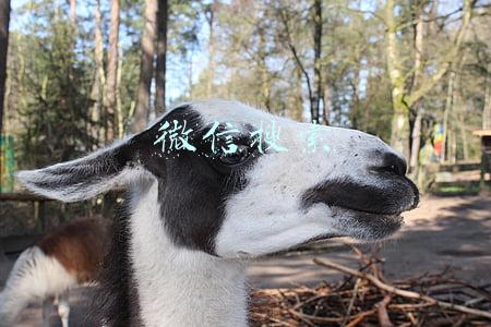 微信搜索